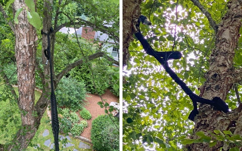 Close-up of a cobra cable wrapped around a tree limb to provide flexible support and reduce strain.