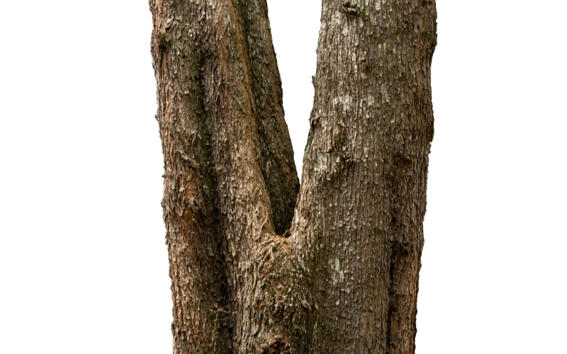 Example of a codominant tree trunk with a narrow V-shaped union prone to splitting.