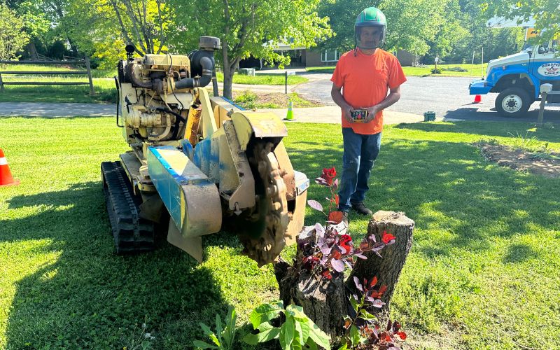 Godspeed Tree Service grinding a stump that is sprouting new growth in Winston-Salem, NC.