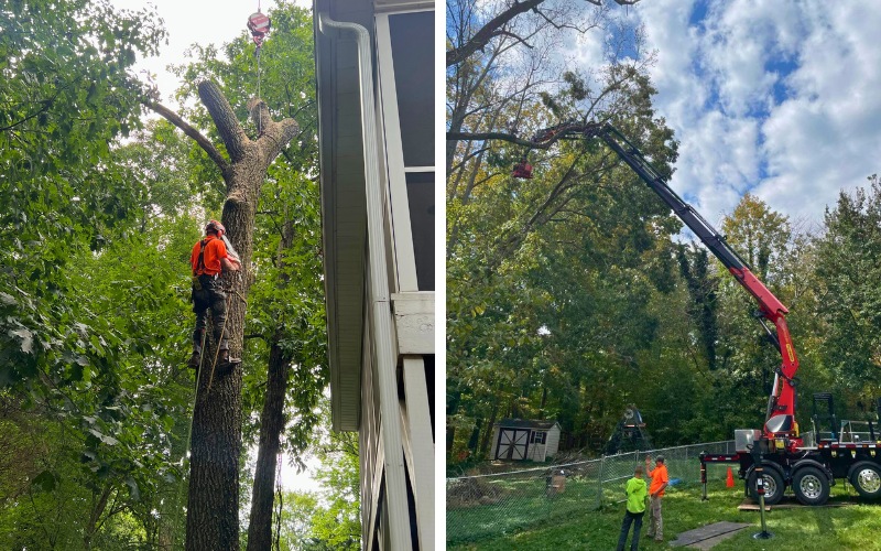 Side-by-side comparison showing traditional climber in a tree versus remote-controlled crane tree removal with an operator on the ground in Clemmons, NC.