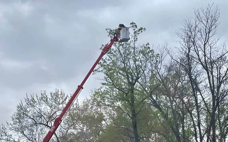 A Godspeed tree care professional in a red bucket truck lift extended high into the canopy of a mature tree, performing pruning work against an overcast sky.