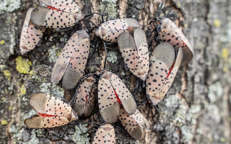 A cluster of adult spotted lanternflies with distinctive gray wings covered in black spots cling to tree bark, showing the red underwing coloring visible on some individuals.