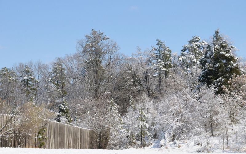 A mix of deciduous and evergreen trees coated in heavy snow stands against a clear blue sky, with a wooden fence visible in the foreground of a Piedmont North Carolina backyard.