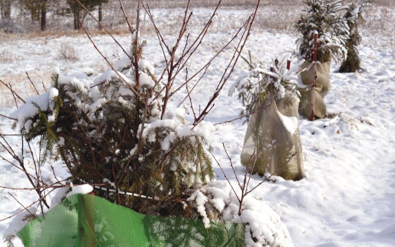 Young trees wrapped in burlap and protective covers stand in a snow-covered landscape, with evergreen branches providing additional insulation against winter weather.
