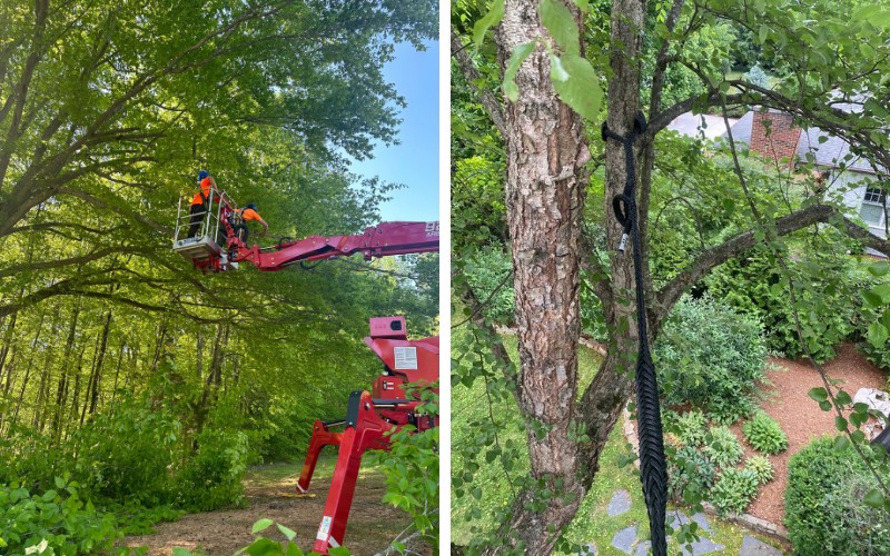 Arborists pruning dead branches from a mature tree using an aerial lift, with a tree cabling system installed between major stems.