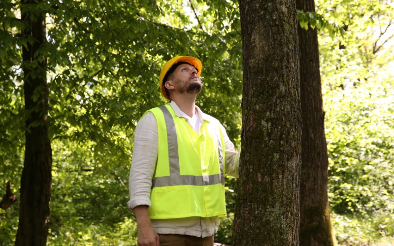 An arborist in safety gear looking up while conducting a tree assessment in a wooded area during summer.