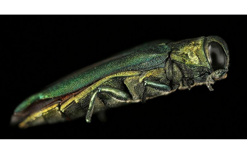 A metallic-green emerald ash borer with black eyes sits lengthwise against a black background. An attack from this pest could eventually mean your tree should be cut down.