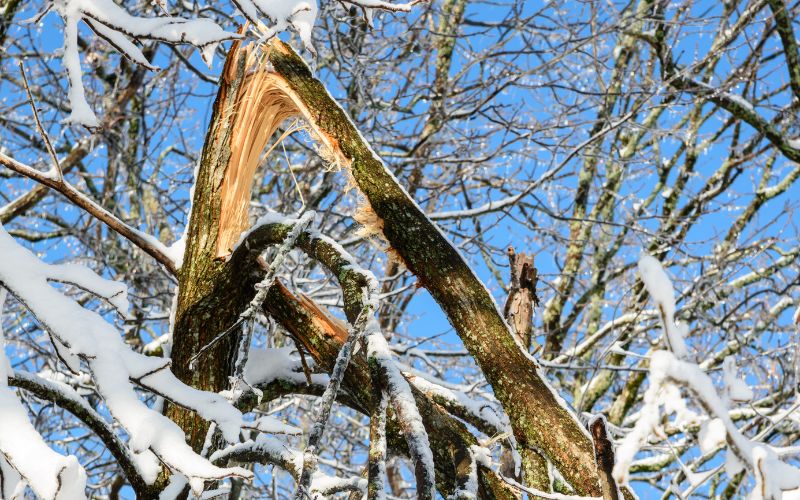 a cracked branch falling due to heavy winter snow in Winston-Salem.