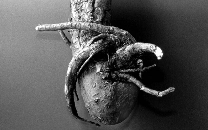 Black and white image of unplanted tree roots that are wrapping abound the trunk of the tree in an undesirable process called “girdling.”