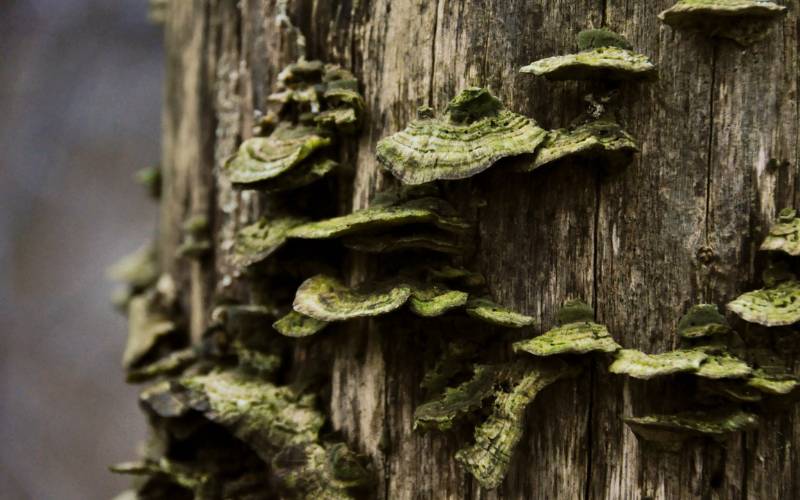 Stacks of greenish-gray fungi grow out of a tree truck.
