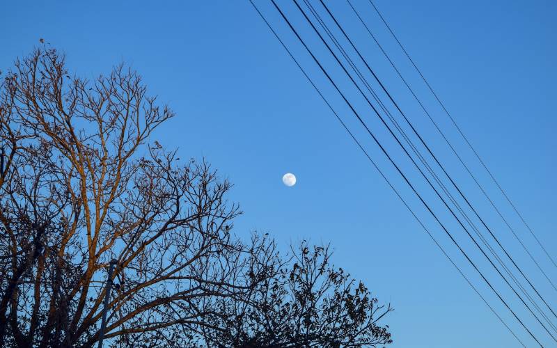 Trees near power lines as shown here are one of several reasons to remove a tree.