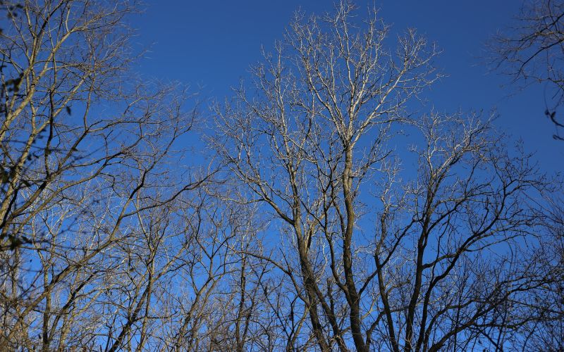 A stand of trees’ bare branches reaches up to the clear blue autumn sky, increasing visibility for winter tree pruning. 
