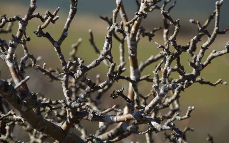 A cluster of leafless branches of a dormant tree sits against a green, grassy background. 