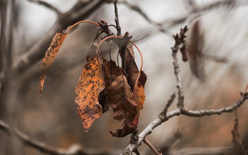 A cluster of brown leaves hangs from a branch. Any remaining fall foliage can help you determine if a tree is dead or dormant. 