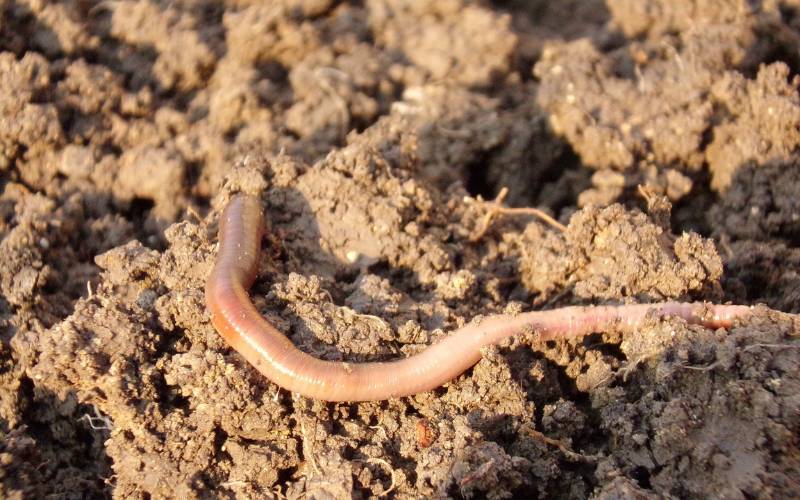 A long brown earthworm crawls atop the rich, dark, moist soil. Ensuring proper soil quality is one of several important tree planting tips.