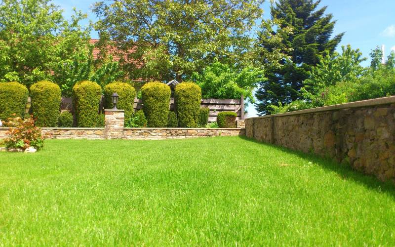 A green lawn surrounded by a stone fence with manicured green hedges and mature trees lining the back of the property. Well-kempt yards are how trees increase property values.