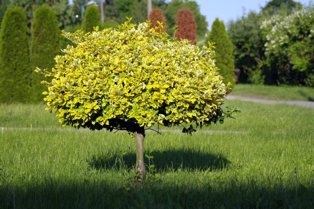 A small sapling grows alone in a grassy suburban yard with mature trees in the background.