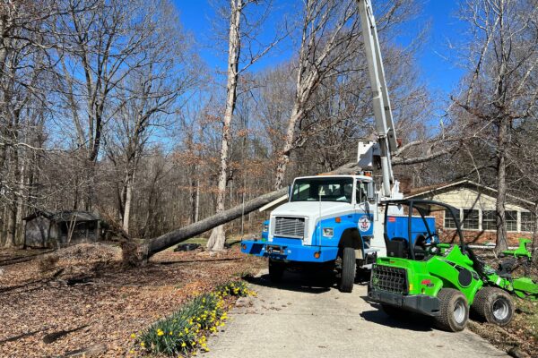 A blue and white Godspeed tree crane removing a tree.