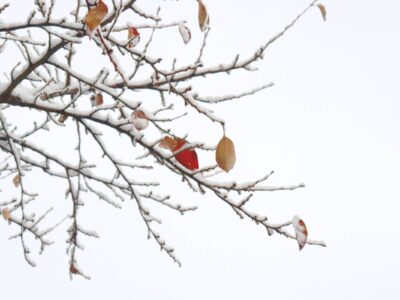 Snow dusted branches with a few remaining brown leaves crisscross against a white winter sky.