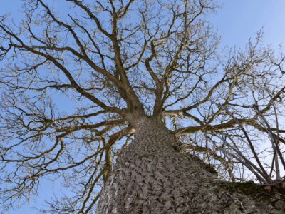A towering leafless tree reaches up toward the blue sky. Is this tree dead or dormant?