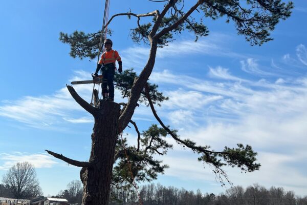 A Godspeed Tree Service crew member stands atop a tree during a tree removal in the Winston-Salem area.