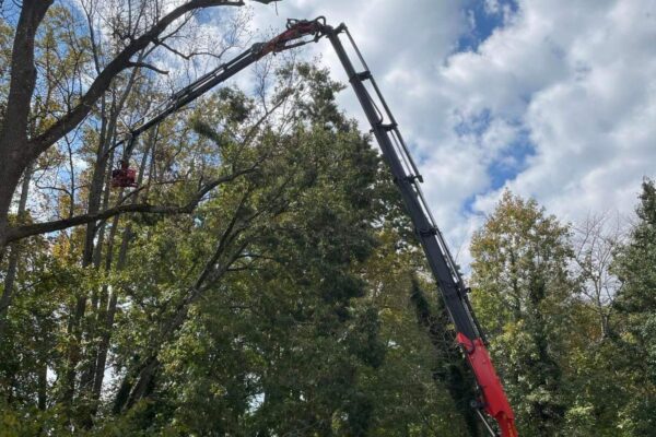 The Godspeed Tree Service crew uses a Tree-Mek grapple saw remote-controlled crane during a tree removal on a Winston-Salem property.