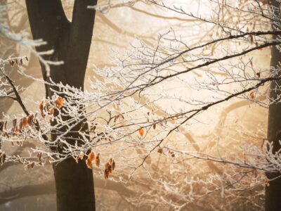 Frost on trees in Winston Salem.