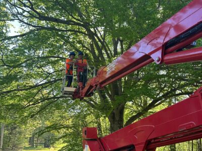 Godspeed tree crew on a open crane ready to prune a tree.