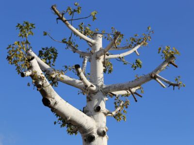 A tree with uneven, hacked-off branches illustrates the damage caused by tree topping.