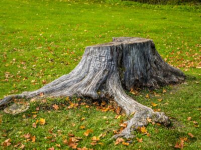 A tree stump in the front yard of a Winston-Salem home.