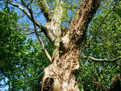 Old tree with bare branches and signs of disease or decay, surrounded by green forest under a clear blue sky