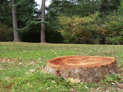 A tree stump in a backyard near Winston-Salem, NC.