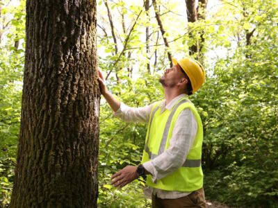 An arborist wearing a yellow hard hat and high-visibility safety vest examines a mature tree trunk, looking upward to assess the canopy structure.