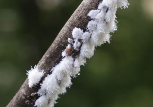 White soft scale on a tree branch against a green leafy background.