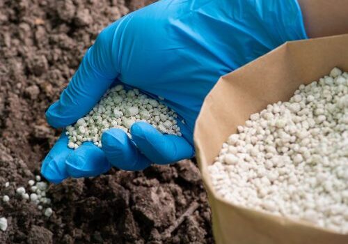 The gloved hand of a Tree Health Specialist spreading granular fertilizer on the soil.