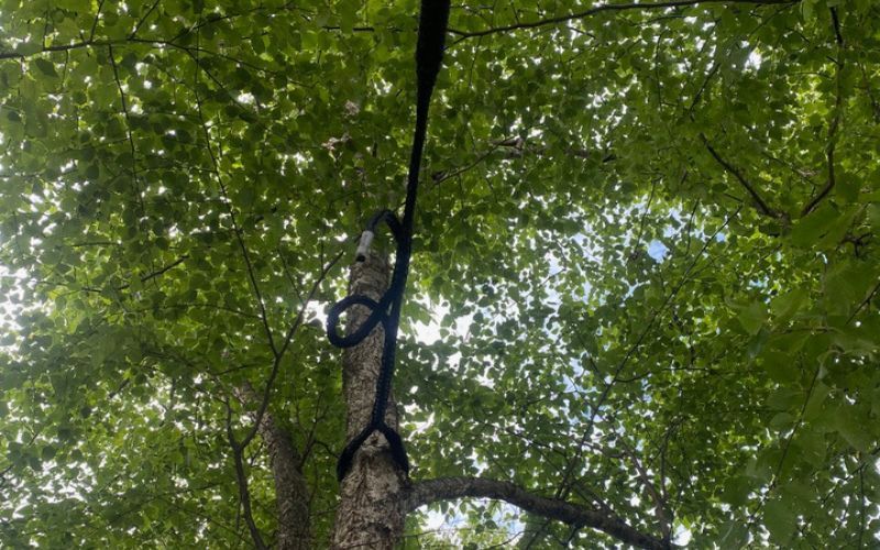 Cabling installed to support a structurally weak tree.