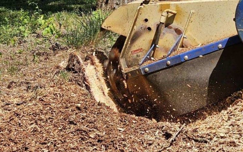 Close-up of tree stump being ground into wood chips during professional stump grinding.