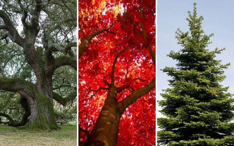 Composite image showing a mature oak tree, a red maple canopy, and an evergreen pine tree, three common Forsyth County species with different drought tolerance.