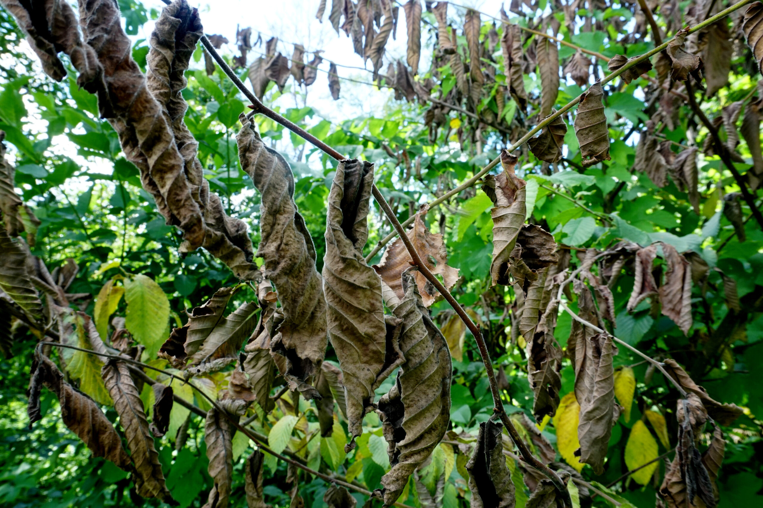 Branch of an elm tree in Winston-Salem, NC with curled brown leaves in the foreground, contrasting with healthy green leaves in the background. This suggests Dutch elm disease, a deadly fungal infection.