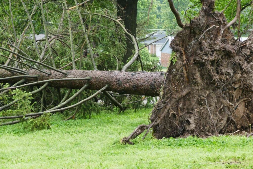Large uprooted pine tree lying across a yard in the Triad after storm damage exposed the root plate and toppled the tree.