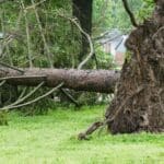 Large uprooted pine tree lying across a yard in the Triad after storm damage exposed the root plate and toppled the tree.