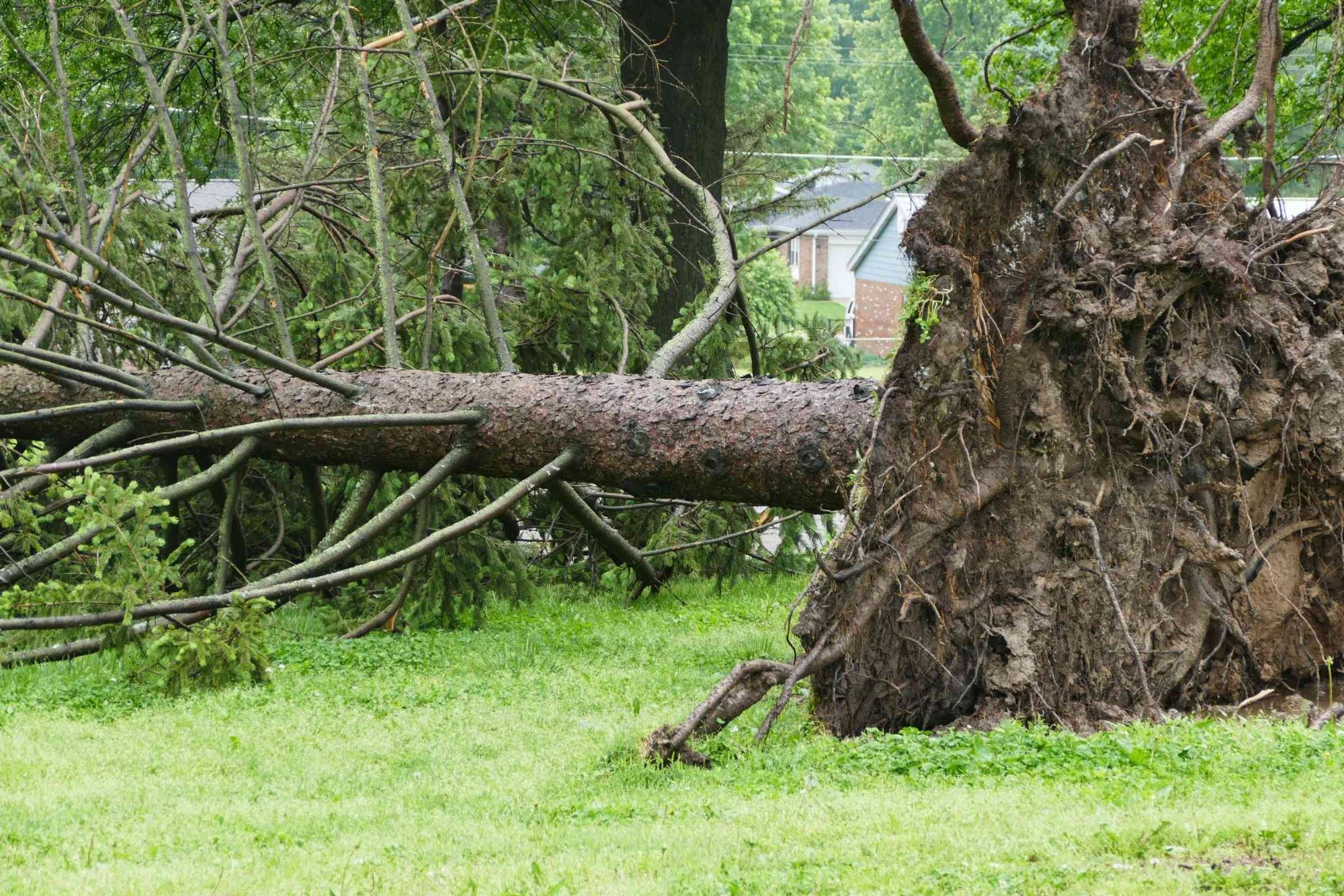 Large uprooted pine tree lying across a yard in the Triad after storm damage exposed the root plate and toppled the tree.