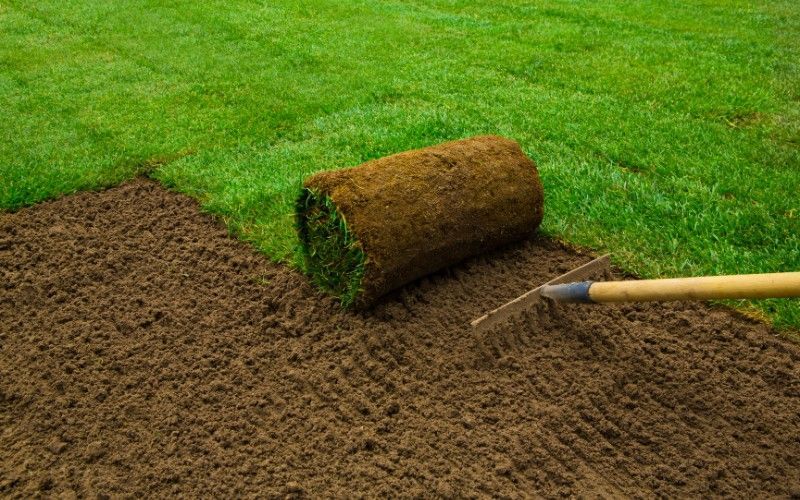 Once the area is filled with clean soil and leveled, grass or sod can usually be installed much sooner than a new tree or shrub. Fresh sod being installed over a leveled area after stump grinding.