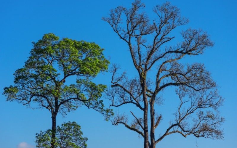 Healthy green tree beside a neighboring tree with severe canopy dieback, illustrating the contrast between a thriving tree and one in serious decline.