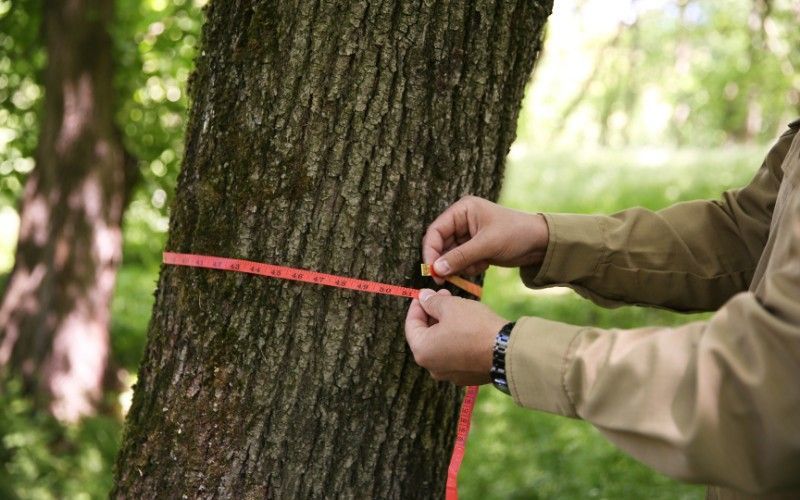 ISA Certified Arborist measuring the trunk diameter of a mature tree during a professional health and risk assessment.