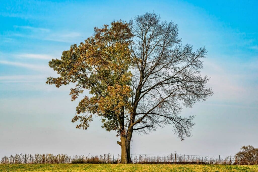 Mature tree with one side covered in healthy foliage and the other side showing severe canopy dieback and bare branches.