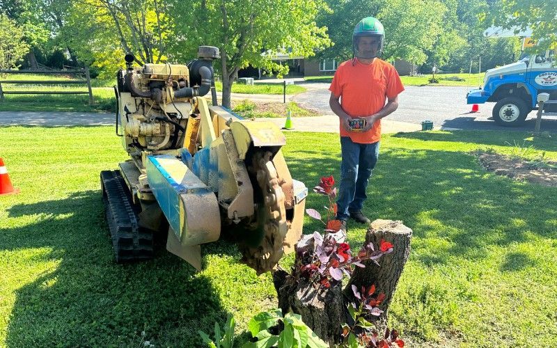 Before grinding begins, the operator positions the machine to remove the stump several inches below ground level. Tree service technician preparing to grind a tree stump in a residential yard.